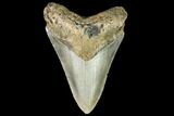 Fossil Megalodon Tooth - North Carolina #109524-1